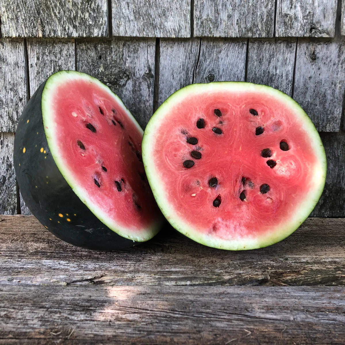 Watermelon- Cekirdegi Oyali